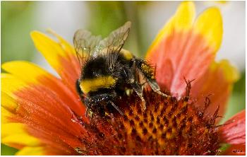 Hummel auf Nektarsuche