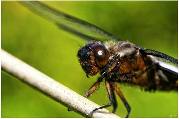 Libelle bei der Rast
