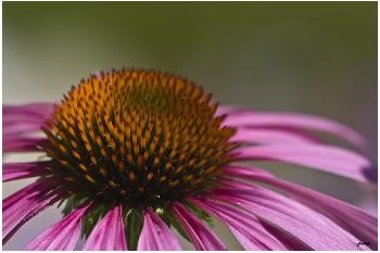 Echinacea
