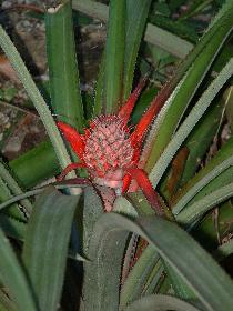 Ananas
