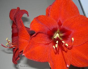 TerrAzur: Die Farbe ROT