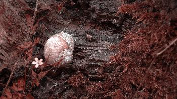 BlackFirefly: Weinbergschnecke