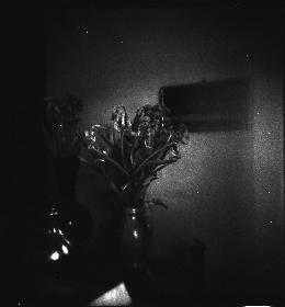 Holga 2