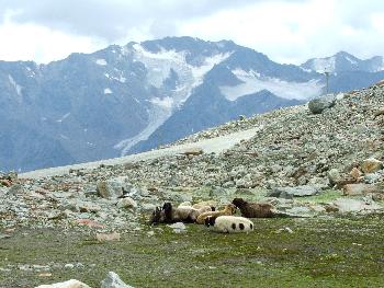 2. Eine kleine Herde Bergschafe ruht sich aus