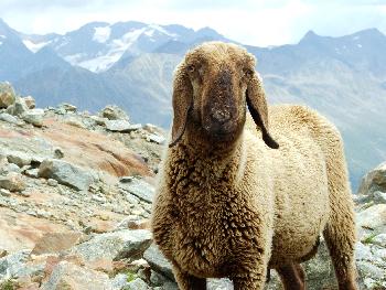 3. Bergschaf Portrait