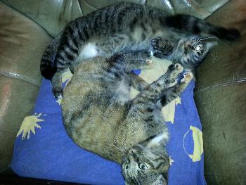 Nala und Kiara