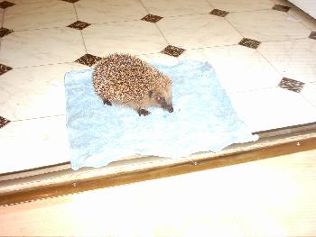 Igelbesuch !
