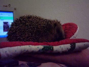 Igelchen 1