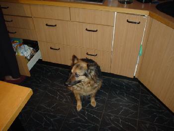 Unser Ex-Hund