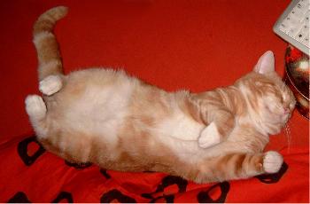 Prinz Valium 01 (der Digge)