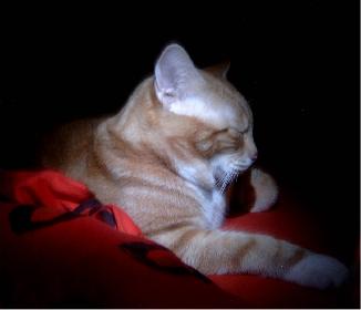 Prinz Valium modelt 02 (der Digge)