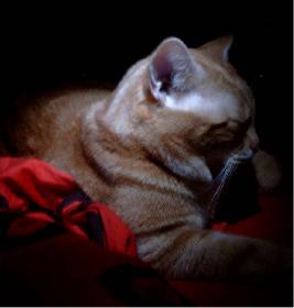 Prinz Valium modelt 01 (der Digge)