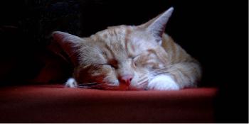 Prinz Valium modelt 03 (der Digge)