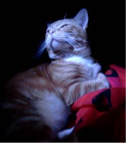 Prinz Valium modelt 05 (der Digge)