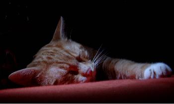 Prinz Valium modelt 06 (der Digge)