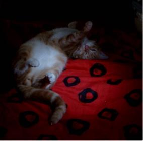 Prinz Valium modelt 07 (der Digge)