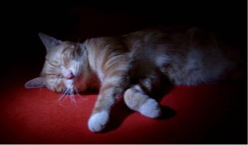 Prinz Valium modelt 08 (der Digge)