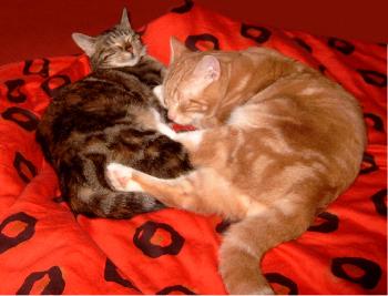 Prinz Valium (der Digge) und Kleopatra (Poki)