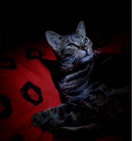 Kleopatra modelt 02 (Poki)