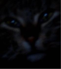 Kleopatra in der Nacht