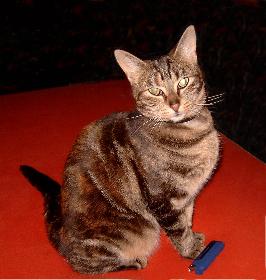 Kleopatra modelt 06 (Poki)