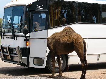 fenchurch: Busdriver