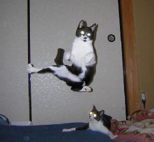 Katze_1