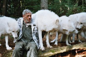 Werwoelfin: Wolf unter Wlfen