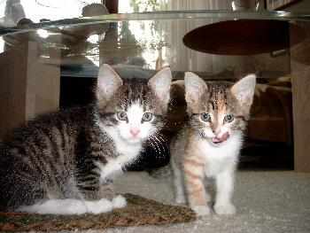 deepredsunset: Harry & Sally