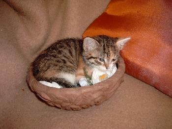 deepredsunset: Sally's Nest