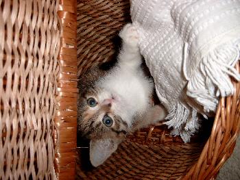 deepredsunset: Sally in ihrem Versteck