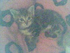 Westbam s kleine muschi :) die Kleopatra, sie wird noch ne reise vor sich haben :D