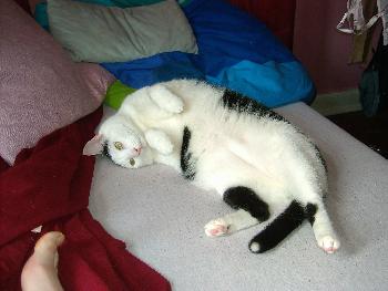 mein Liebling