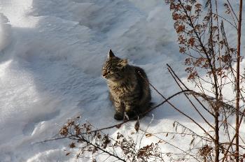 Katze im Schnee (5)