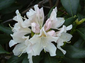 Rhododendronblte ...
