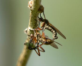 Insekten beim Liebesspiel