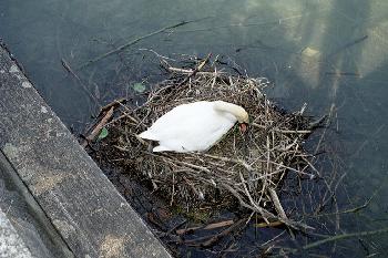 Ein Schwan im Nest (Bodensee 2003)