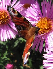 Schmetterling beim Mittagessen