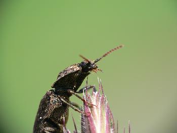 Unbekanter Käfer