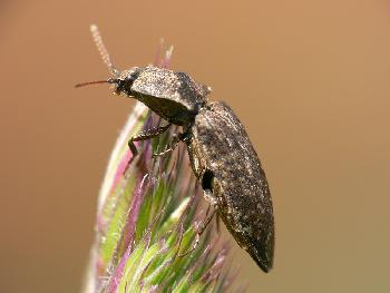 Unbekannter Käfer 3