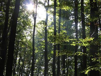 Waldimpression - Sonnenschein im Bltterdach