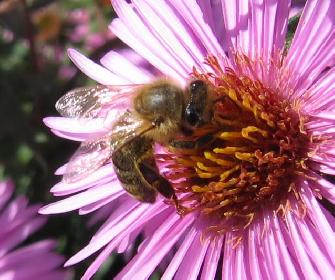 Emsige Biene beim Überfall auf eine Blüte