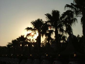 Sonnenuntergang durch Palmen ...  Türkei | 2006