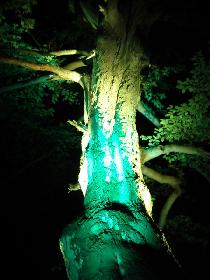 Baum im Licht