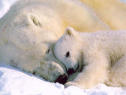 hug the polar bear