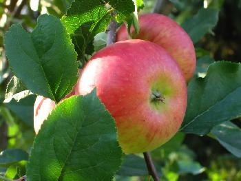 Ein reifer Apfel im Herbst bei Sonnenschein