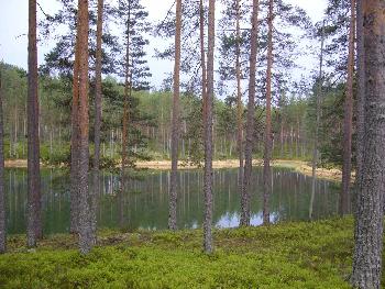 Ein kleiner See im Wald