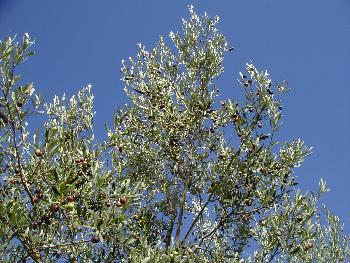 Oliven, die kstlichen Frchte