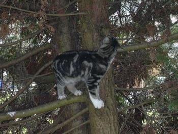 Katze auf dem Baum