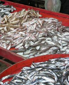 Frischfisch, Bauernmarkt Manavgat